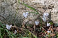 Cyclamen hederifolium