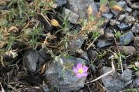 Spergularia rubra
