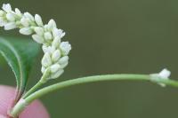 Persicaria lapathifolia