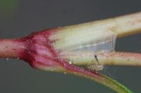 Persicaria lapathifolia