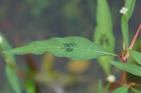 Persicaria lapathifolia