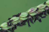 Paspalum paucispicatum