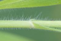 Panicum