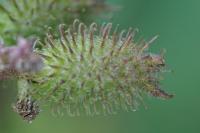 Xanthium orientale