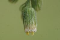 Erigeron sumatrensis
