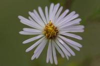 Symphyotrichum lanceolatum