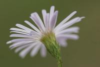 Symphyotrichum lanceolatum