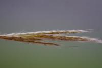 Bothriochloa barbinodis