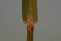 Bothriochloa barbinodis