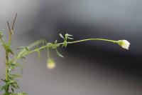 Erigeron karvinskianus