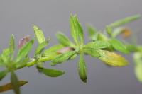 Erigeron karvinskianus