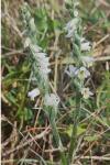 Spiranthes spiralis