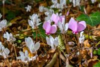 Cyclamen hederifolium