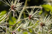 Clematis vitalba