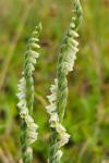 Spiranthes spiralis
