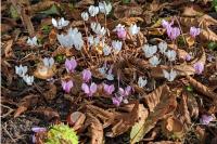 Cyclamen hederifolium