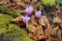 Cyclamen hederifolium