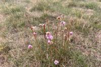Armeria arenaria