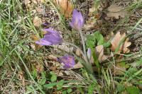 Colchicum autumnale