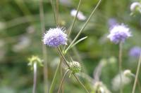 Succisa pratensis