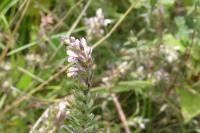 Odontites vernus
