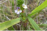 Euphrasia stricta
