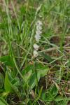 Spiranthes spiralis