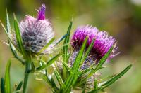 Cirsium eriophorum