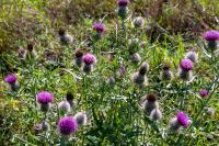 Cirsium eriophorum