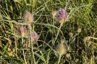Dipsacus fullonum