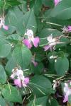 Impatiens balfourii