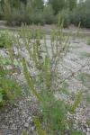 Ambrosia artemisiifolia