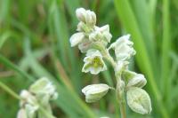 Fallopia convolvulus