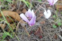 Cyclamen hederifolium