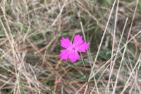 Dianthus carthusianorum