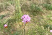 Armeria arenaria