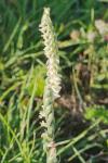 Spiranthes spiralis