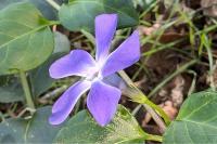 Vinca minor
