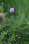 Cirsium arvense