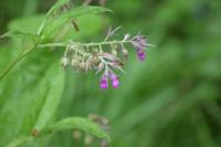 Symphytum officinale