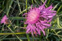 Centaurea jacea