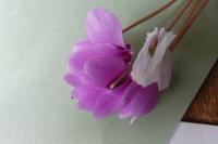 Cyclamen hederifolium