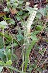 Spiranthes spiralis
