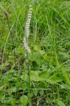 Spiranthes spiralis