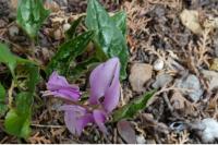 Cyclamen hederifolium