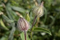 Silene latifolia