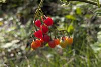 Solanum dulcamara