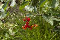 Solanum dulcamara