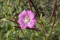 Epilobium hirsutum