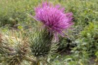 Cirsium vulgare